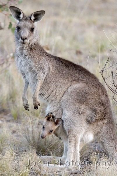 Farrer Ridge_20061128_117.jpg - Eastern grey kangaroos, Canberra